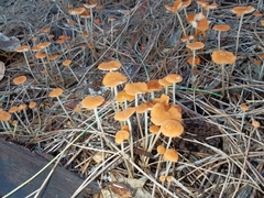 Marasmius albostipitatus