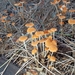 Marasmius Sect. Sicci - Photo (c) 卢江离, some rights reserved (CC BY-ND), uploaded by 卢江离