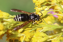 Dolichovespula arctica