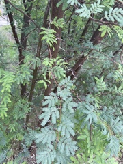 Vachellia farnesiana