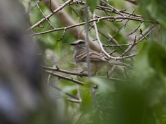 Cnemotriccus fuscatus