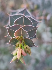 Pultenaea spinosa