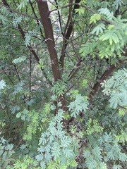 Vachellia farnesiana