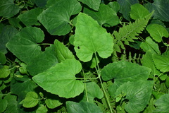 Codonopsis javanica japonica