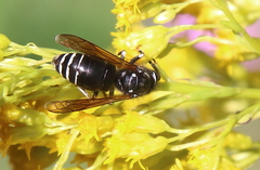 Dolichovespula arctica
