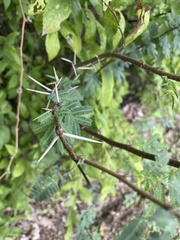 Vachellia farnesiana