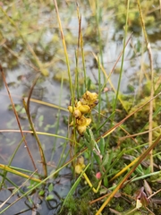 Scheuchzeria palustris