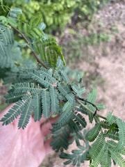 Vachellia farnesiana