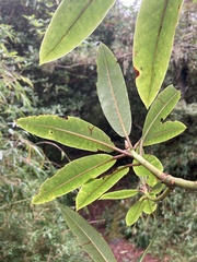 Rhododendron pseudochrysanthum