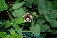 Codonopsis javanica japonica