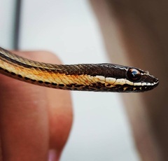 Philodryas nattereri