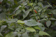 Capsicum frutescens