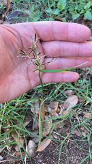 Cyperus rotundus