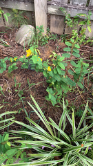 Chamaecrista fasciculata