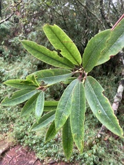 Rhododendron pseudochrysanthum
