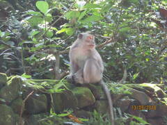 Macaca fascicularis