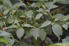 Capsicum frutescens