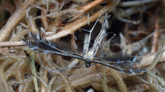 Buckleria paludum