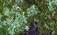 Cladonia chlorophaea