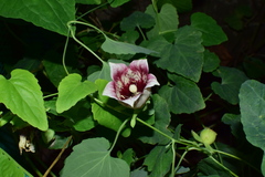 Codonopsis javanica japonica