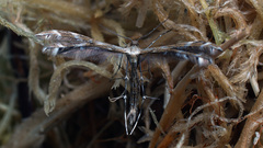 Buckleria paludum