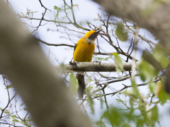 Icterus nigrogularis