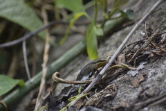 Eutropis macularia