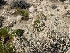 Tetradymia stenolepis