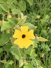 Thunbergia alata