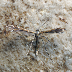 Buckleria paludum
