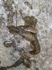 Faxonius virilis