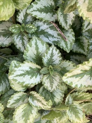 Lamium galeobdolon