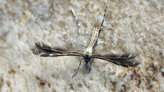 Buckleria paludum