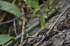 Eutropis macularia