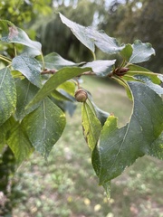 Pemphigus spyrothecae