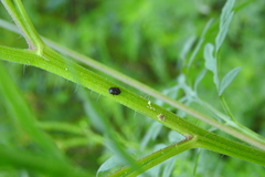 Clastoptera xanthocephala