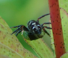 Phidippus