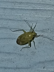 Taylorilygus apicalis