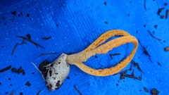 Pseudocolus fusiformis