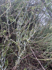 Ephedra
