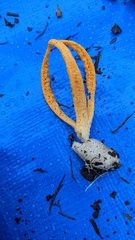 Pseudocolus fusiformis
