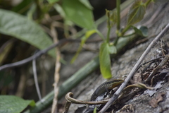 Eutropis macularia