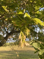 Acer negundo