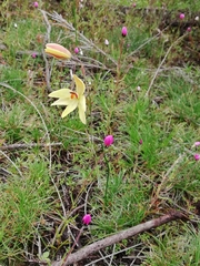 Thelymitra antennifera