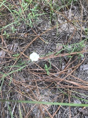 Stylisma pickeringii