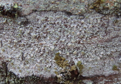 Lecanora symmicta