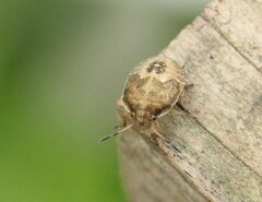 Peribalus strictus vernalis