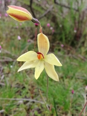 Thelymitra antennifera
