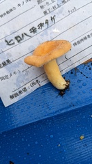 Lactifluus hygrophoroides