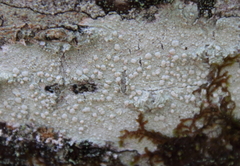 Lecanora caesiorubella